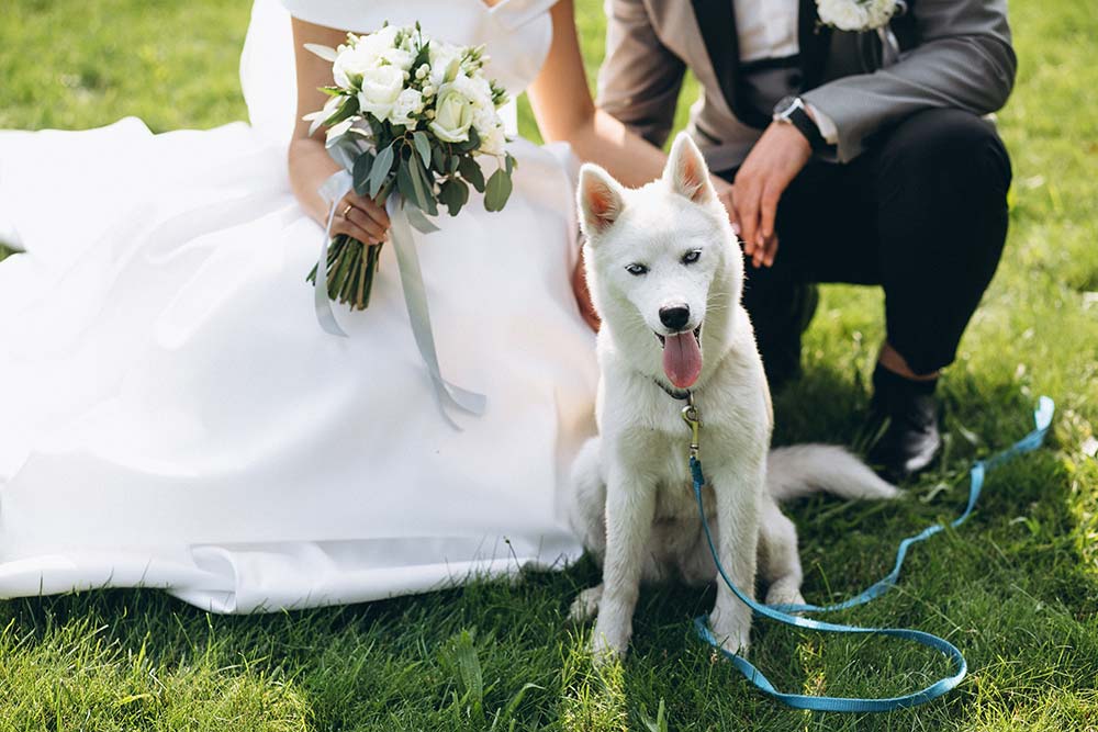 White Husky Dog poses for wedding pictures with her pet parents.