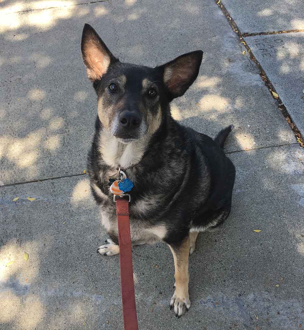 picture of Laura the shepherd waits in the shade